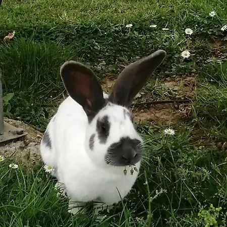 Guest house Le Pressoir De 3*