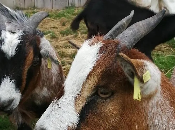 Le Pressoir De Pensionat