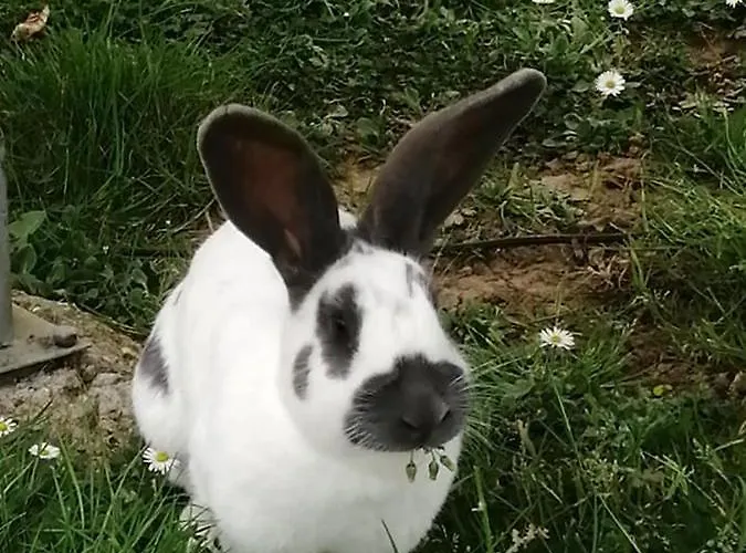 Pensionat Le Pressoir De 3*