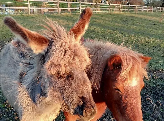 Le Pressoir De Pensionat Gisay